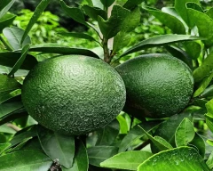 Normal Kinnow for sale in Fazilka