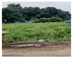 Normal Brinjal for sale in Khagaria