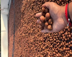 Rashi Arecanut for sale in Hassan