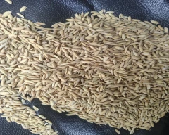 Normal Paddy for sale in Purnia