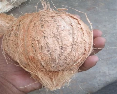Medium Coconut for sale in Erode