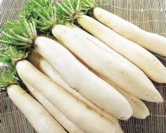 White Radish for sale in Charkhi Dadri