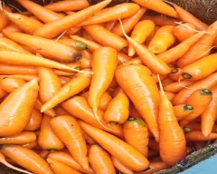 Normal Carrot for sale in Tumakuru