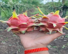 Red Dragon Fruit for sale in Nashik