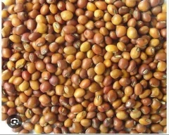 Indian Tur Dal for sale in Ahmedabad
