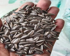 Hybrid Sunflower Seed for sale in Kasganj