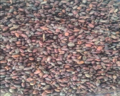 Dried Neem Seed for sale in Dhar