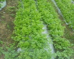 Normal Coriander for sale in Chhindwara