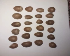 Manglori Arecanut for sale in Surat