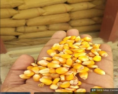 A Grade Quality Maize for sale in Purnia