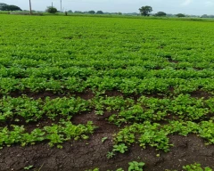 Split Coriander for sale in Indore