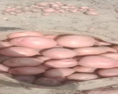 New Holland Potato for sale in Kannauj