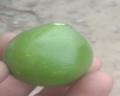 A Grade Quality Lemon for sale in Hisar