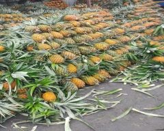 Normal Pineapple for sale in Kishanganj