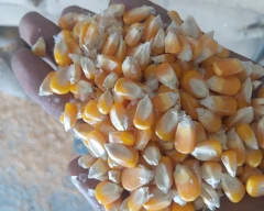 A Grade Quality Maize for sale in Perambalur