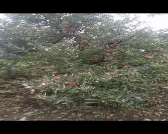 Royal Apple for sale in Chamba