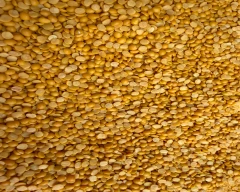 Indian Tur Dal for sale in Latur