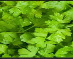 Double parrot Coriander for sale in Dewas