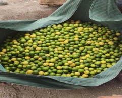 A Grade Quality Lemon for sale in Vijayapura
