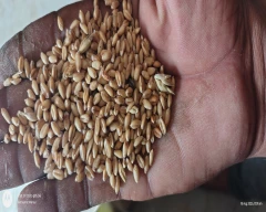 Lokwan Wheat for sale in Bhind