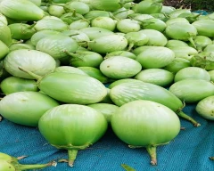 Bharta Brinjal for sale in Sundargarh