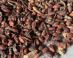 Dried Neem Seed for sale in Ahmednagar