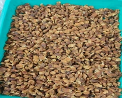 A Grade Quality Mahua required in Palamu