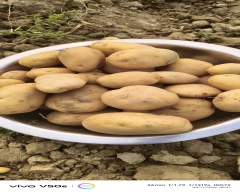 Pukhraj Potato for sale in Sitapur