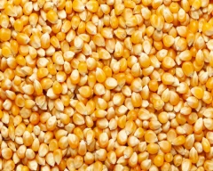 A Grade Quality Maize for sale in Palghar