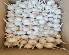 Normal Garlic for sale in Ratlam