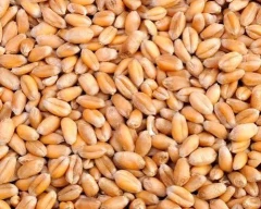 Lokwan Wheat for sale in Rajkot