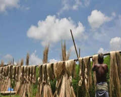 A Grade Quality Jute for sale in Nadia