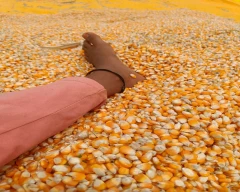 A Grade Quality Maize for sale in Anantapur