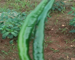 A Grade Quality Tomato for sale in Davangere