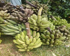 Normal Banana for sale in West Karbi Anglong
