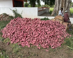 Hybrid Sweet Potato for sale in Anantapur
