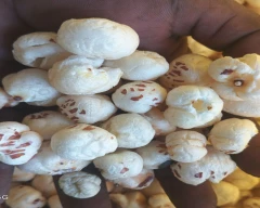 5 Suta Makhana for sale in Saharsa