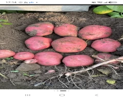 A Grade Quality Potato for sale in Shahjahanpur