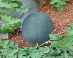 Simba Watermelon for sale in Erode