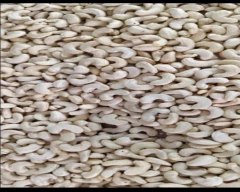 W - 240 Cashew for sale in Erode
