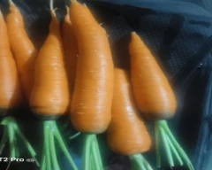 Takii 999 Carrot for sale in Kolar