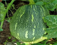 Normal Pumpkin for sale in Aurangabad