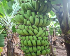 A1 Banana for sale in Burhanpur