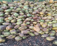Medium Coconut for sale in Salem