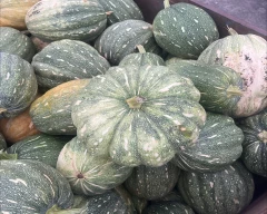 Hybrid Pumpkin for sale in Ujjain