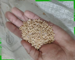 Lokwan Wheat for sale in Satna