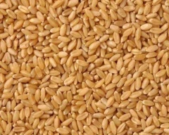 Normal Wheat for sale in Auraiya