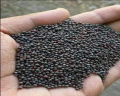 Black Mustard for sale in Washim