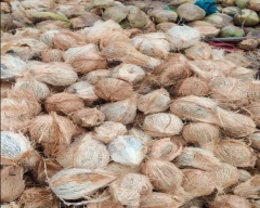 Large Coconut for sale in Tirunelveli