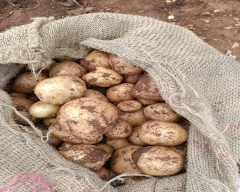 Kufri Surya Potato for sale in Erode